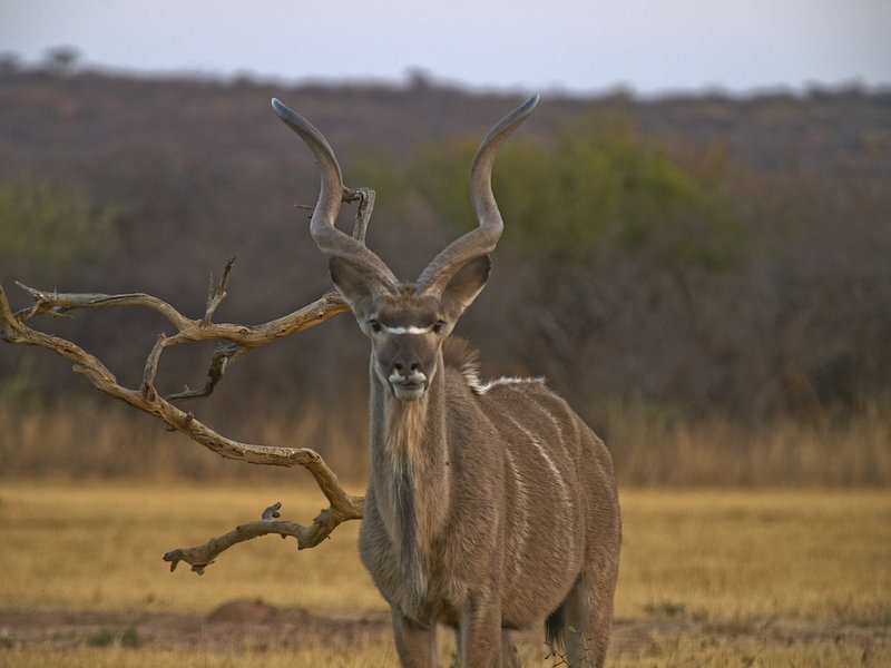 Kudu, Okonjima